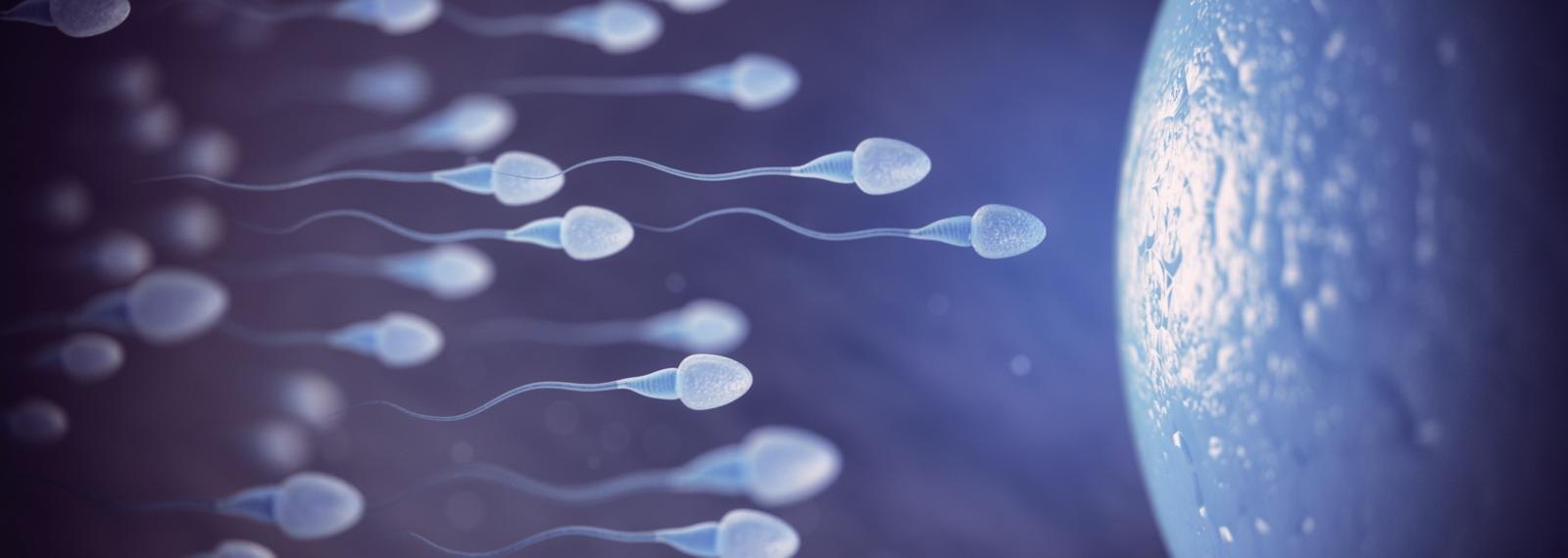 Fertility support